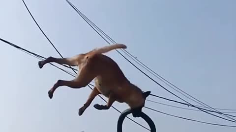 Dogs That Fly _ Malinois & Alsatian Dogs Show Their Jumping Agility #Shorts _ Cute animals videos