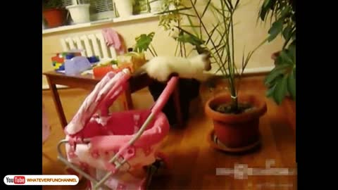 Funny cat video_short cat video