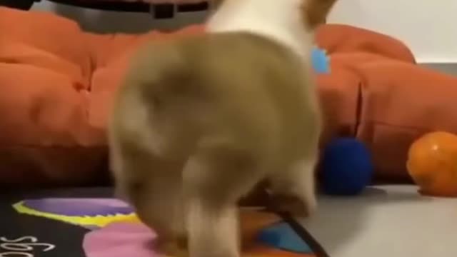 Funny dogs and funny cats ! Funny animals videos