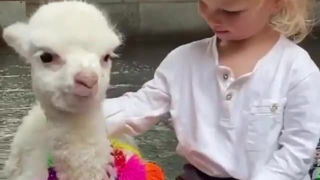 Beautiful friendship between the girl and the llama cub ❤️❤️