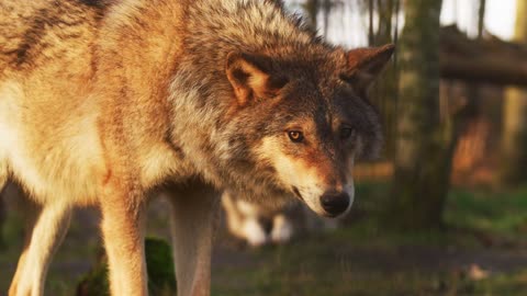 Amazing video of a large gray wolf that you will feel like near your nose