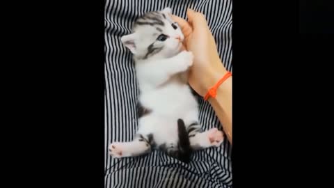 Funny animals [] Try not to laugh compilation 49