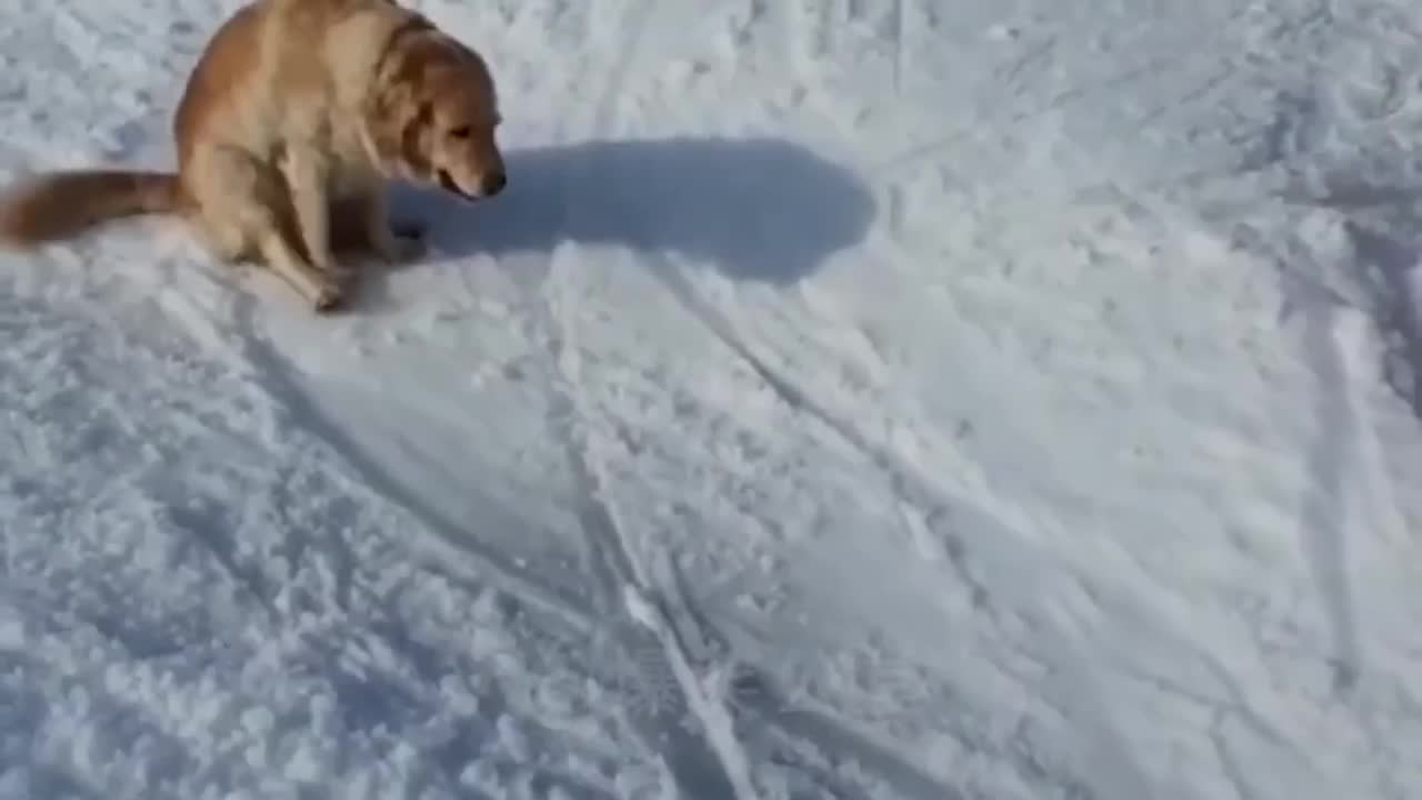 It's funny how the animals ski