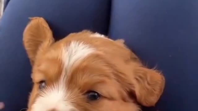 Tickle Tickle 🐕🐶 | Dog Lover | Dog Videos |