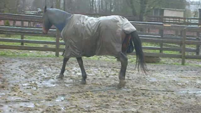 My Horse Getting Muddy & Dirty After I Just Washed Him