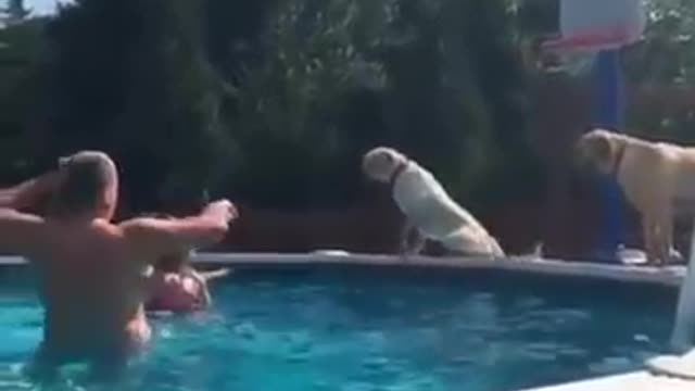 Funny Clumsy Dogs That Made My Day!!!!!!!!