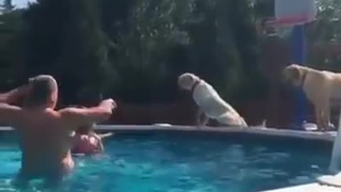 Funny Clumsy Dogs That Made My Day!!!!!!!!