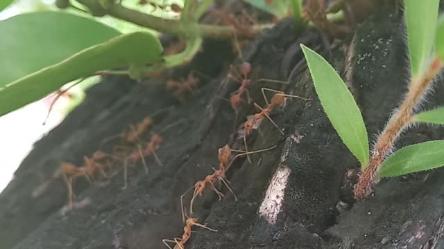 hard working of ants.