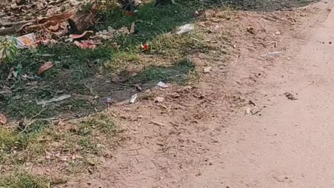 Mother and Son Cow Stand in Footpath