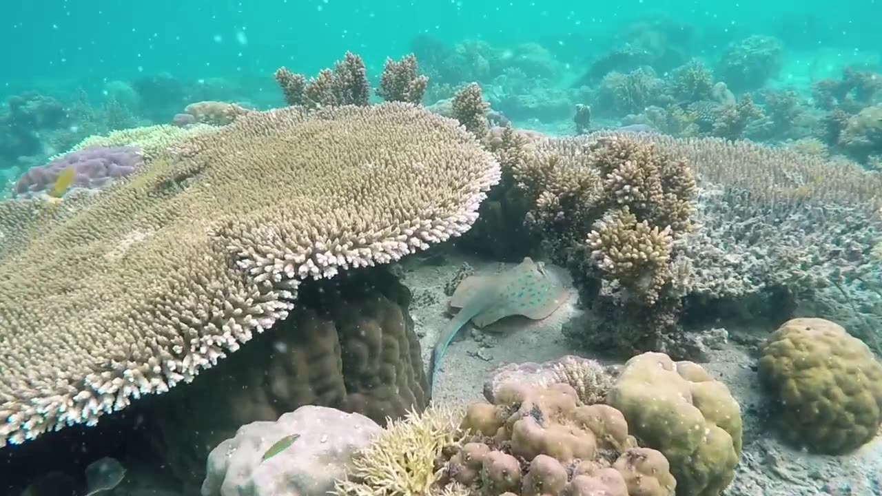 Crystal-clear waters that reveal the ocean's hidden beauty.🌊🐬🐠