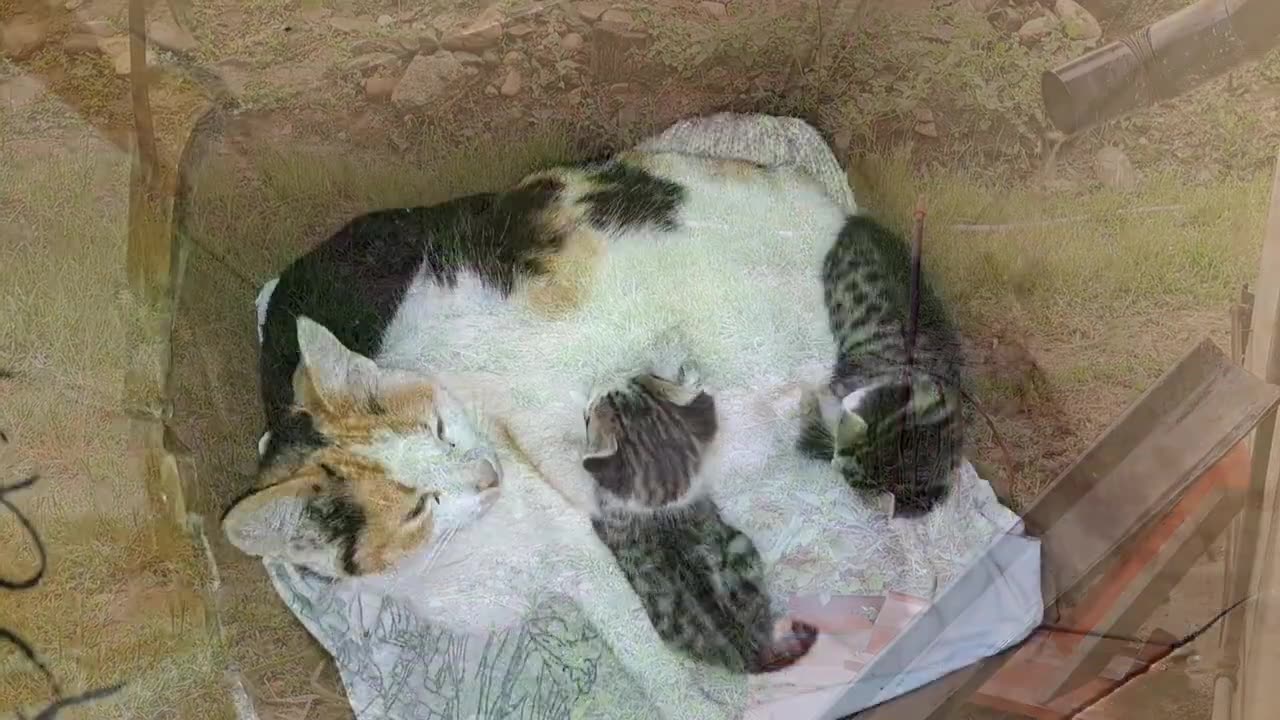 The mother is nursing the baby kittens. Kittens are so beautiful