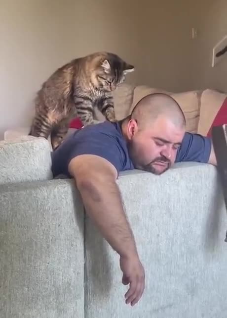 When the cat doesn't live rent free in your house 😺