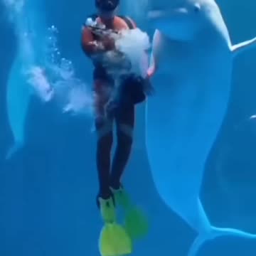 Funny animals #shorts #cats #animal #cute #funny #video #music #cat #dog #love #films #comedy #2024