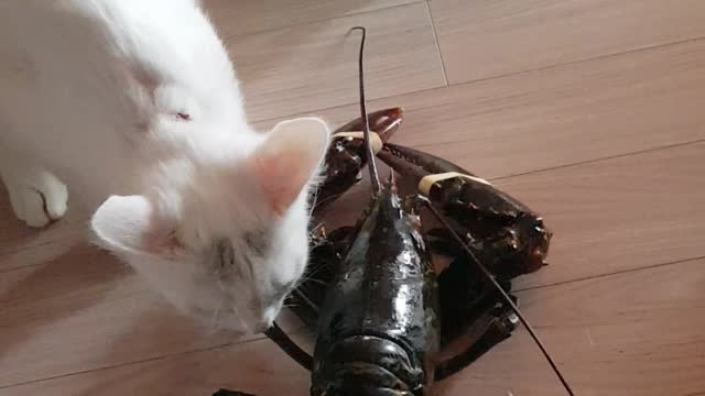 The cats 'Hash' and 'Dalsh'. Meet a giant lobster!