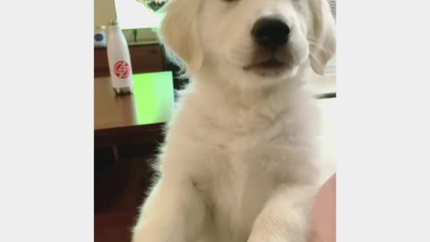 Stop Working Hooman and Play With Me