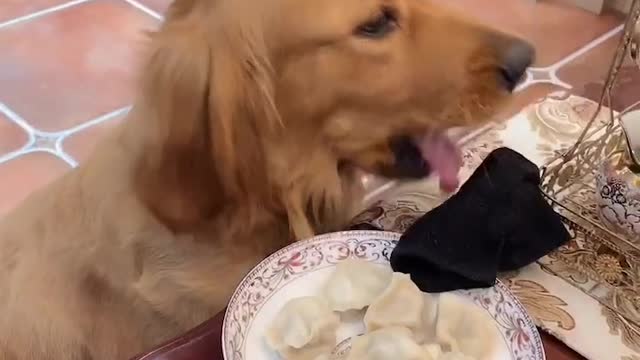 I don't want dog food. I want dumplings