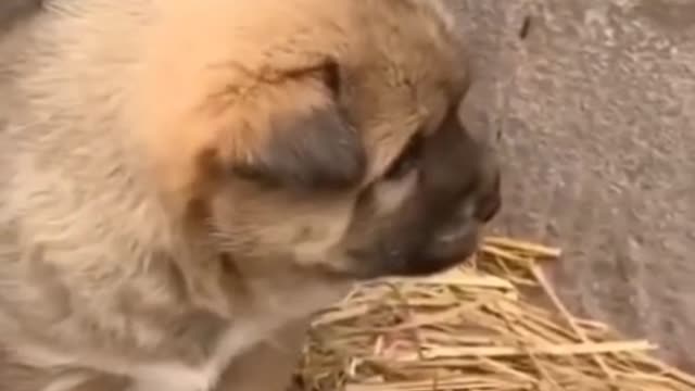 A group of puppy playing with his friends