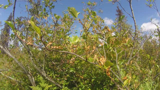 Update on the Tussock Moths and the garden