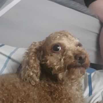 I'm not a dog owner.