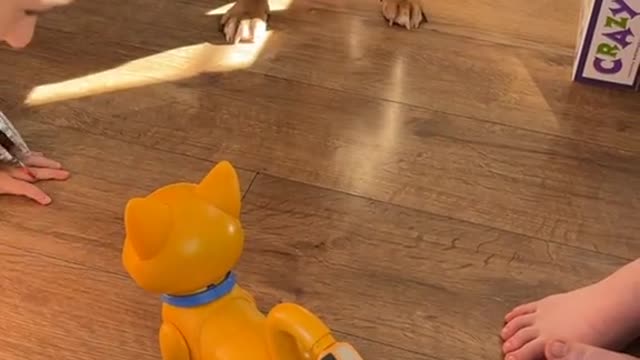 Dotty doesn’t like the new cat