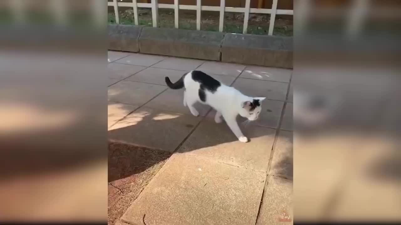 cats dogs fanny