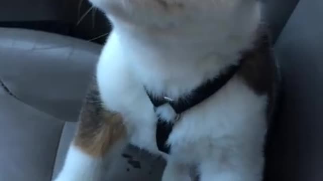 Puppy Doesn’t Understand What Hiccups Are, But He’s Gonna Kick Their Butt