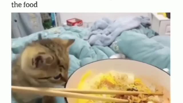 Best funny cats videos 2022 | Funniest Dogs and Cats