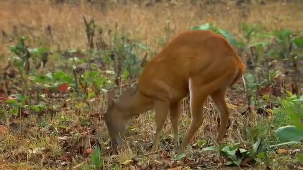 "Roaring Majesty: The Wild Tigers of India - A New Documentary"