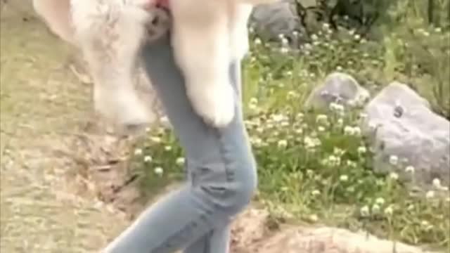 perrito cartera