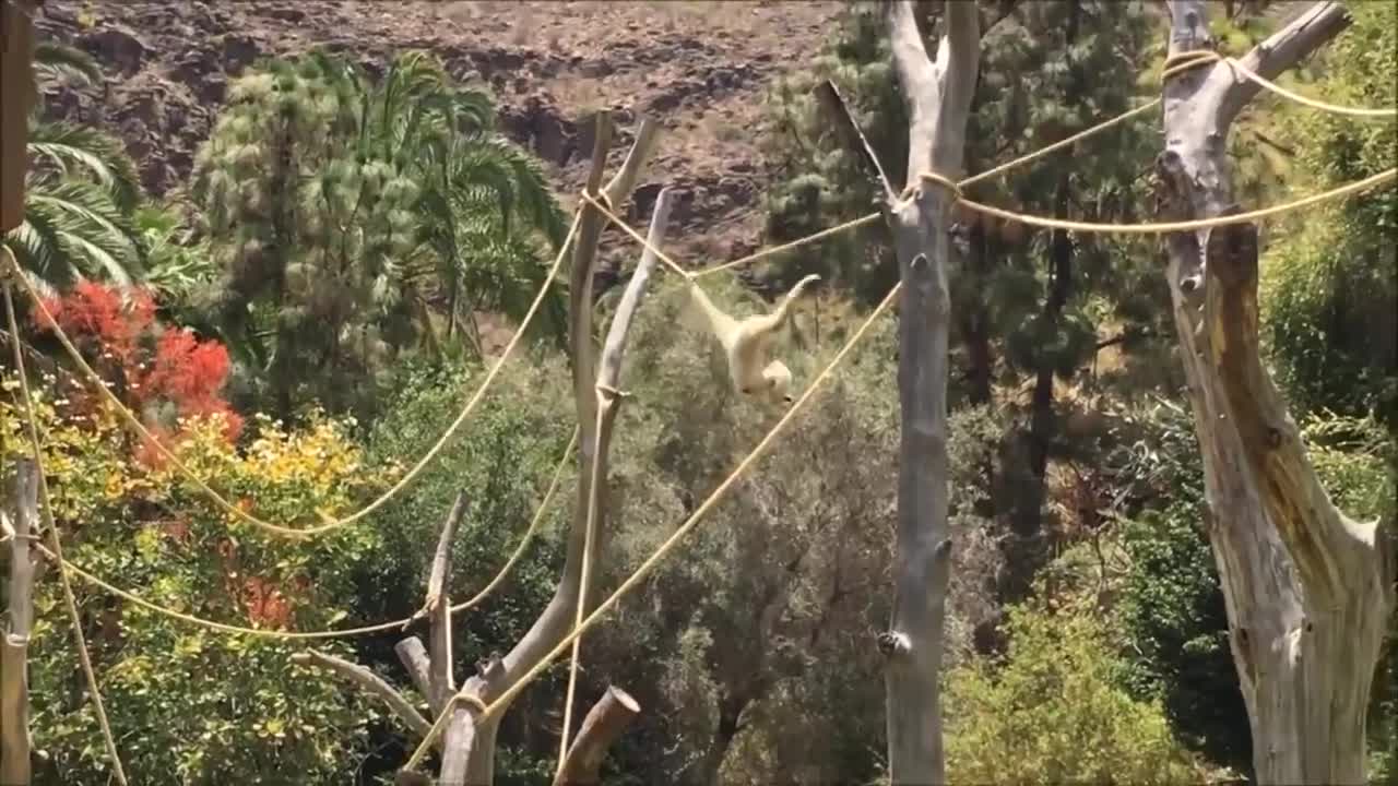 Cute Gibbons Playing & Climbing danjarsh khilade