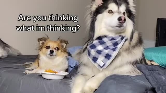 husky funny dog part 1 2022
