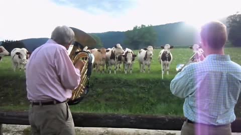 POWER OF MUSIC TO ANIMALS