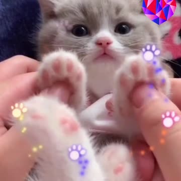 So Cute Cat 🥰🐈
