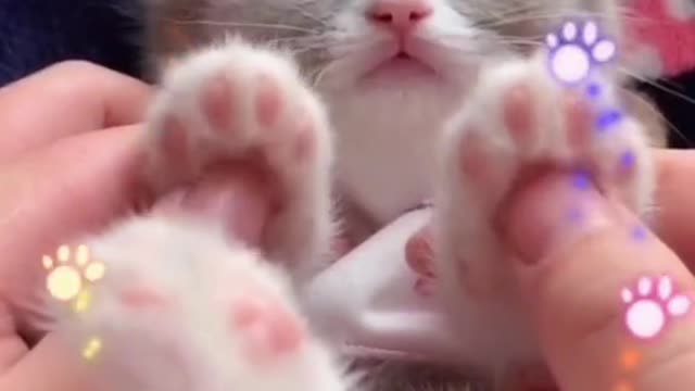 So Cute Cat 🥰🐈