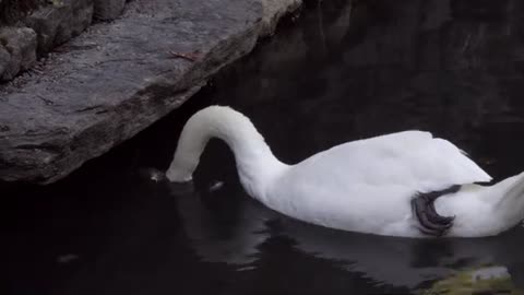 Animal video