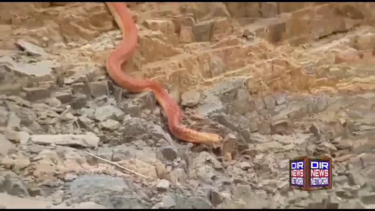 World's biggest "Anaconda" (Red Snake) seen at Saudi Arabia