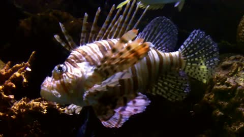 The lion fish is the most beautiful fish in the sea