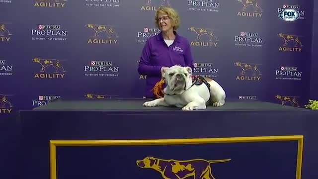 Rudy the bulldog crush the WKC Agility Course with Grandma!