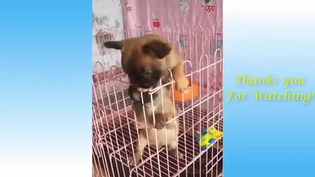 Cute Pets And Funny Animals2