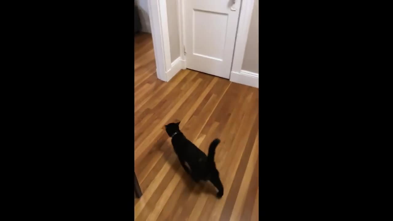 ADOPTED Cat's FIRST Day At New Home