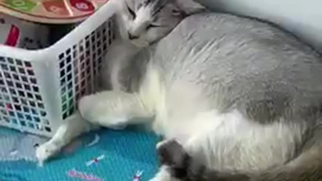 Cat enjoying life on babies play mat