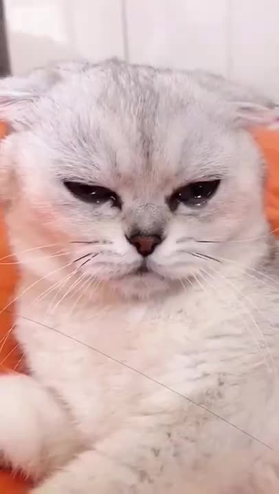 cat funny shocked expressions