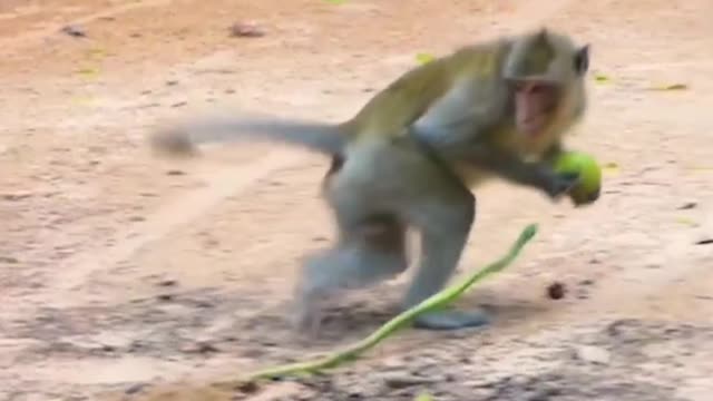 Monkey v/s Mamba, Monkey clashed with the world's most dangerous snake 'Mamba'.