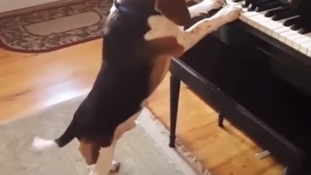 Viral video of Dog singing a song while playing the Piano will bring you a smile, Watch video here