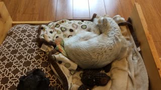 Snoozing dog barks and yips in his sleep