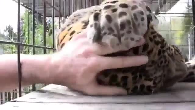 Ghepard play with hand man