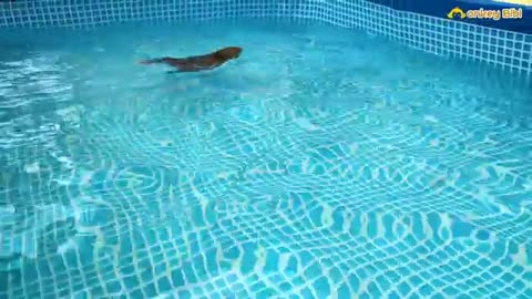 Bibi_has_a_habit_of_swimming_everyday!(360p)