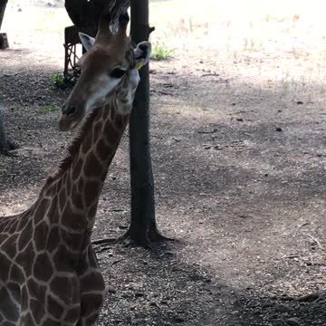 Nature and Wildlife 12