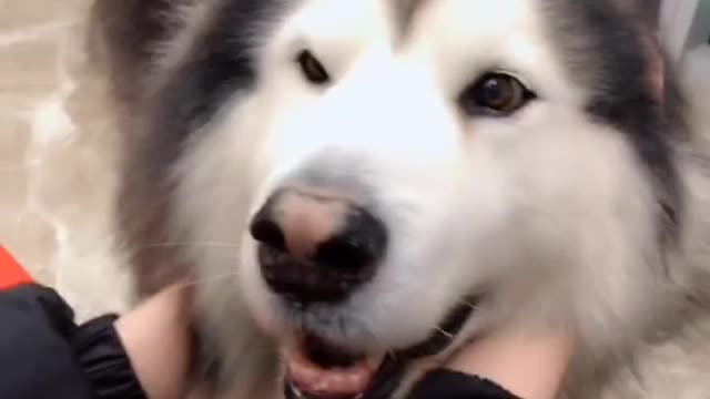 The puppy's love is the only dog that loves me well