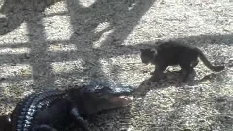 Cat vs Alligator. Animal fight